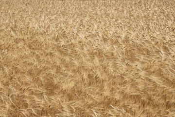 Summer field withr rye background