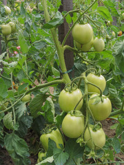 red tomato plants in a home made vegetable garden