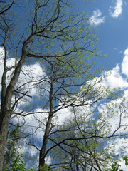 Tall Trees