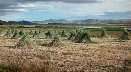 Agricultural landscape near Lake Titicaca, Southern Peru