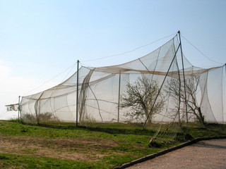 Obraz premium Bird catcher