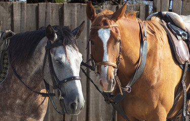Obraz premium Gray and brown horses closeup photo