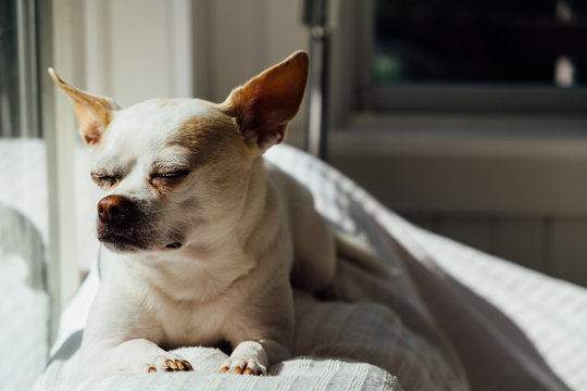 A white chihuahua boston terrier mix puppy sitting on a couch in the sunlight