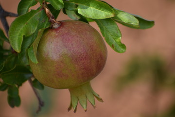 pomegrante