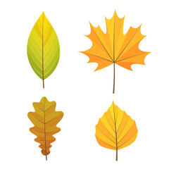 Set of of yellow, orange and green autumn leaves.