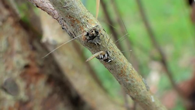 Jumping Spider (Hyllus) catching Crane Fly (Tipula oleracea) in tropical rain forest.