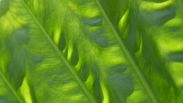 Surface details of Alocasia odora leaves  footage - Lighted giant upright elephant ear plant video 