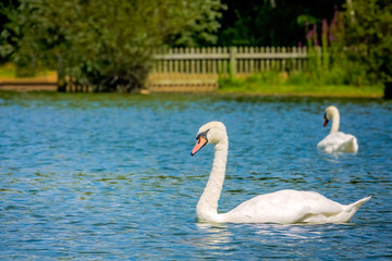 Couple of white swans swimming in the lake