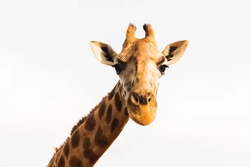 Zelfklevend Fotobehang giraffe in africa © Syda Productions