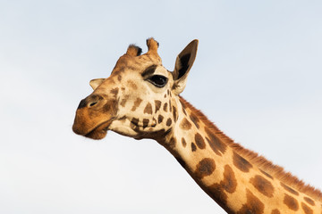 giraffe in africa