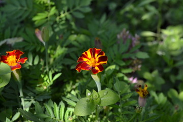 Red Marigolds