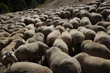 Fototapeta premium Flock of sheep at the watering place