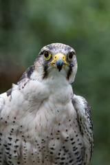 Greifvögel