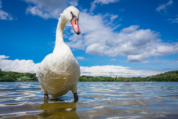 Naklejka premium Large white swan on the lakeshore