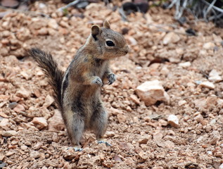 Squirrel in wildlife - 167835374