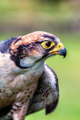 Greifvögel