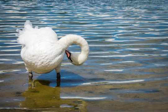 White swan  plucking feathers