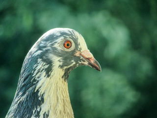 Dove portrait