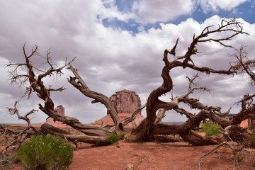 Tree in Red Canyon - 167835566