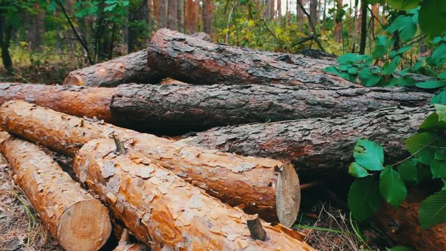 Large logs felled in the forest on the ground. The problem of deforestation.Felled tree trunks in the forest