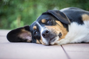 Portrait of a lying mountain dog (Entlebucher Sennenhund) with a green garden in the background