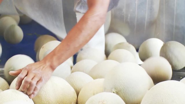 Worker looks through cantaloupes in factory