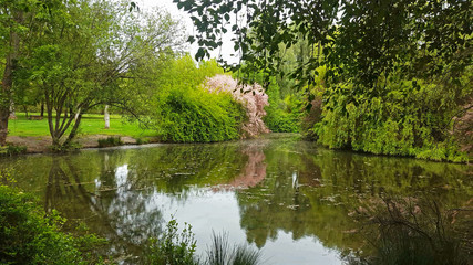 Fototapeta na wymiar Lago en Parque con Frondosa Vegetacion en Primavera