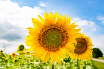 Fototapeta premium sunflwers on fields in sunny day