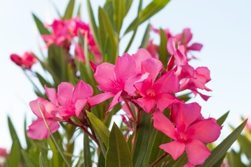 Fototapeta premium Flores azaleas de color rosa con fondo de cielo 