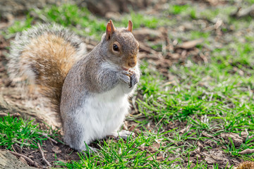 Squirrel