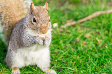 Squirrel