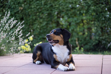 Beautiful mountain dog (Entlebucher Sennenhund) sitting in the green garden