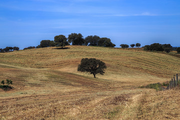Rural landscape with lone olive trees on a hill