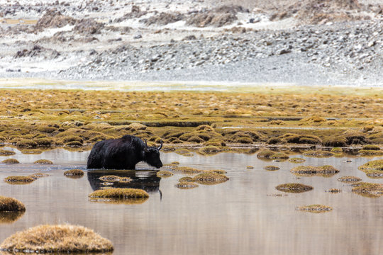 Yak in Ladakh.