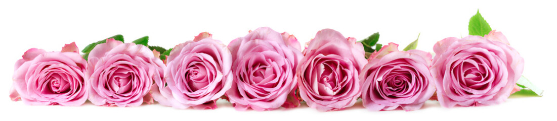 Fototapeta premium Panoramic image of roses on a white background