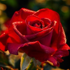 Morning light red rose with dewdrops 