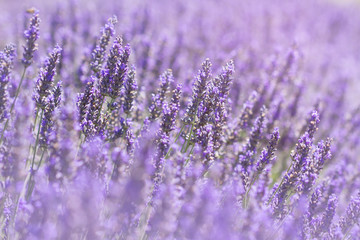 Bloomimg lavender