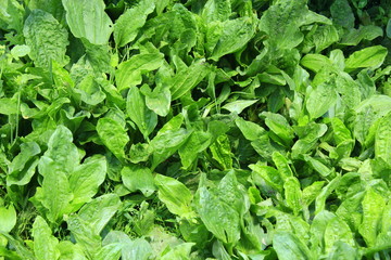 green leaves of ribwort