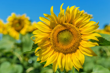Fototapeta premium Yellow field of sunflowers