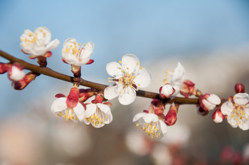 Obraz premium Tender apricot branch with white blossom on blue sky bokeh background