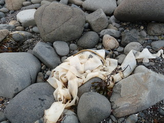 seaweed white