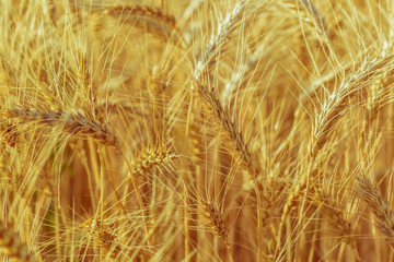 golden wheat field and sunny day