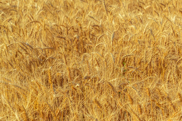 golden wheat field and sunny day