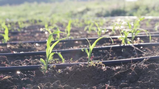 Closeup watering of young growth corn field at organic farm