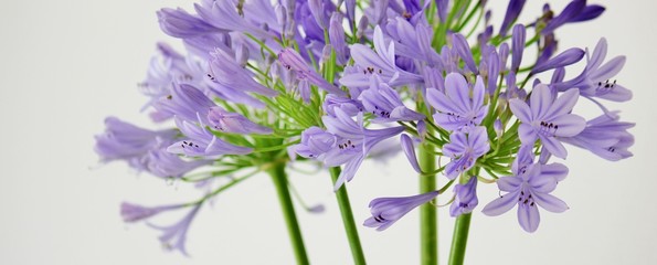 Beautiful, lilac agapanthus flowers, lily of the nile, african lily