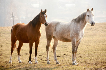 Obraz na płótnie Canvas Horses