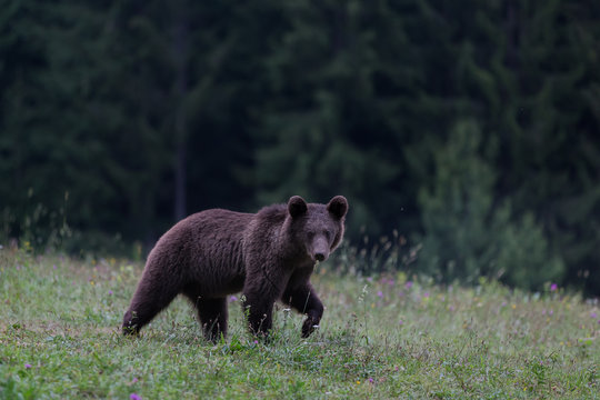 Brown Bear In The Photographed In The Romanian Carpathian Mountains 