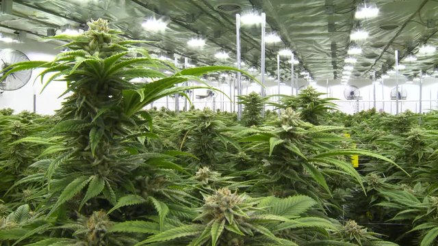 Close up, head of marijuana plant