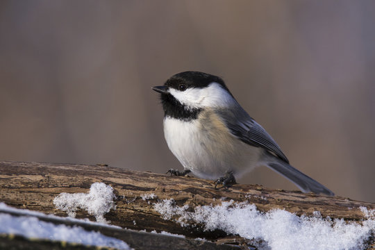 Black Capped Chickadee In Winter