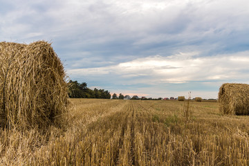 Уборка зерновых культур/ пшеницы